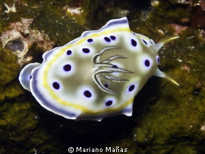 Chromodoris geminina by Mariano Mañas 